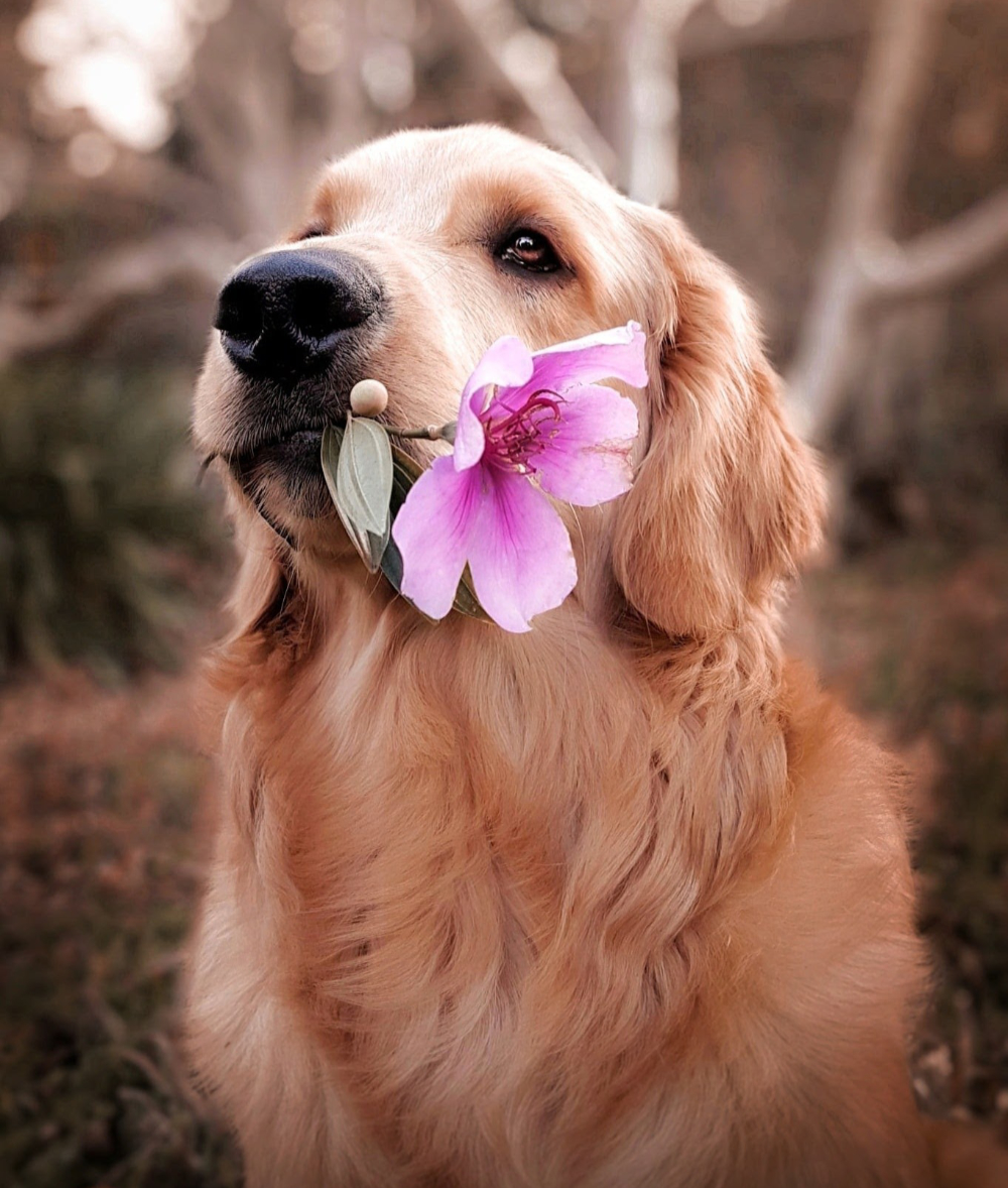 Chien-fleurs-easy-dogs